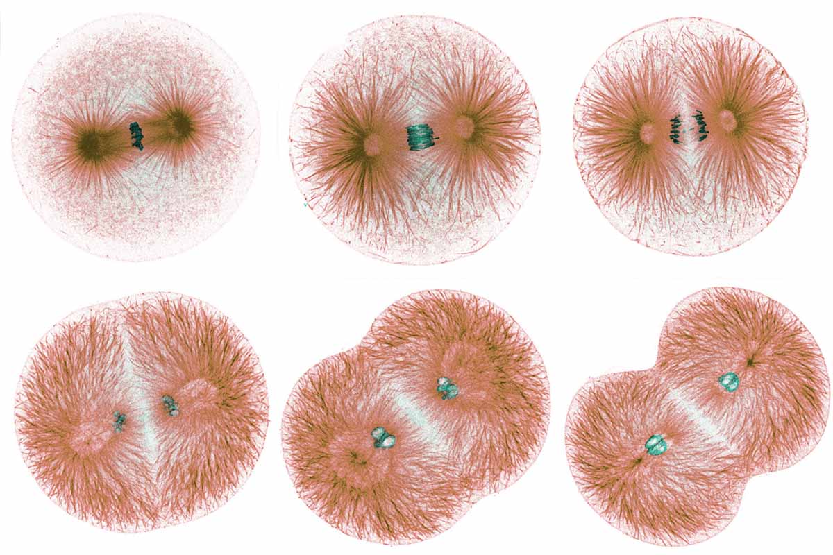 cells