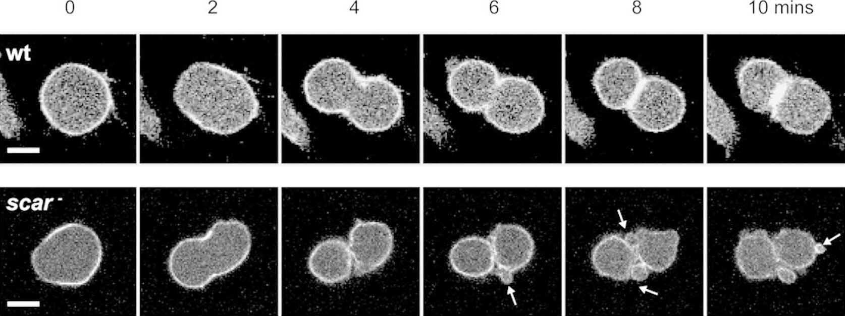 Cell Proliferation