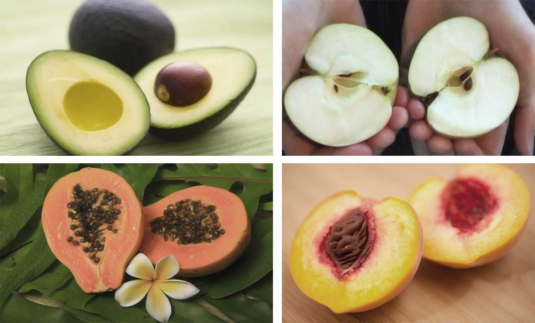 fruits